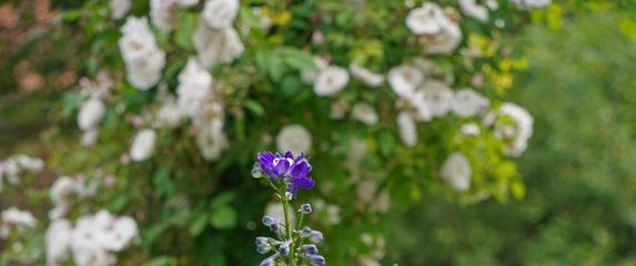 Kokotić je cvijet 2026. godine