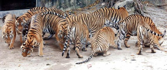 Tajland, ilustracija