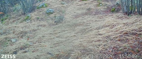 Viđena divlja mačka na Svilaji