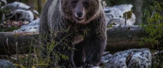 CroMedo, fotolov na medvjede i druge divlje životinje u Gorskom kotaru - 6