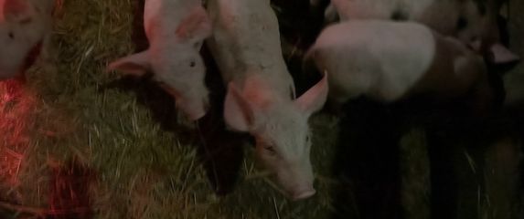 Svinjogojci traže pomoć premijera - 3