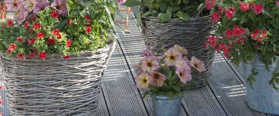 Budite oprezni s iznošenjem cvijeća van