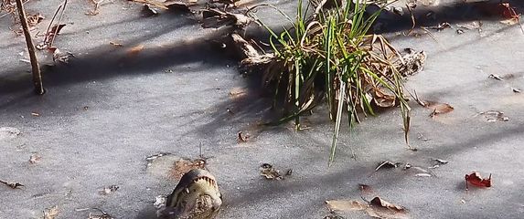 Aligatori okovani ledom ( foto: Screenshot/Youtube)