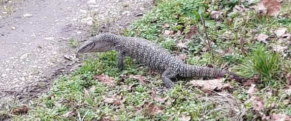 Gušter: Ilustracija - 4