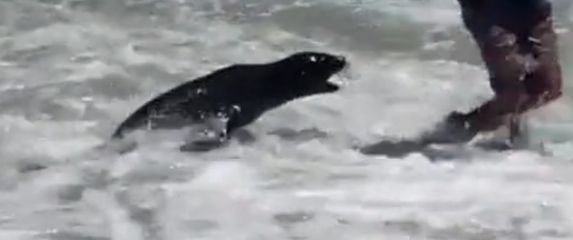 Napad tuljana