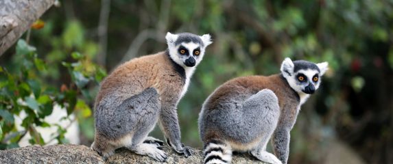Lemuri na Madagaskaru
