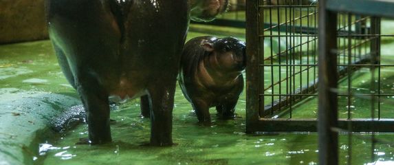 Malena patuljasta vodenkonjica iz zagrebačkog zoo vrta dobila je ime Lotta