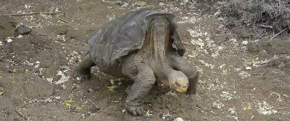Galapagoška kornjača