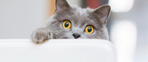 Znatiželjna mačka