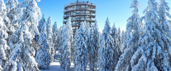 Pot med krošnjami - 4