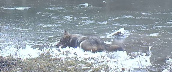 Sivi vuk uživa u igri na zaleđenoj lokvi