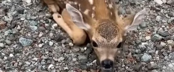 Bambi