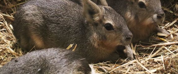 Mladunci mara iz zoo vrta Zagreb lijepo napreduju - 2