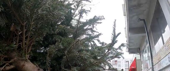 Odlaganje borova - 3