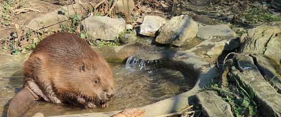 Do kraja veljače u zagrebačkom zoo vrtu održavat će se Egzotične subote - 1