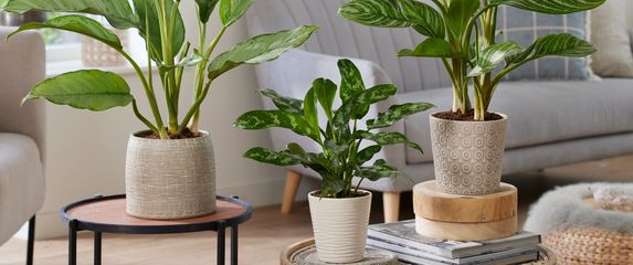 Neke biljke doista su spas za sve koji nemaju vremena