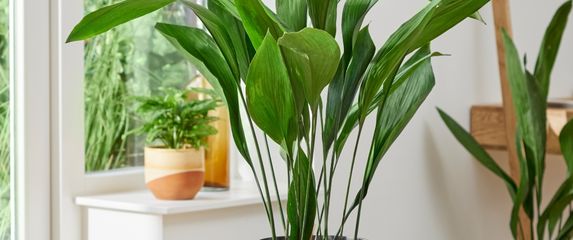 Aspidistra