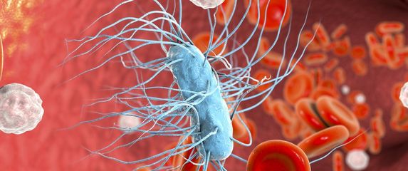 Escherichia coli