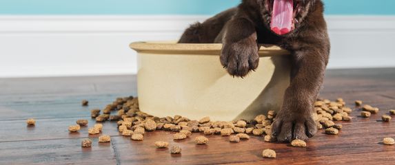 Pseća hrana, ilustracija