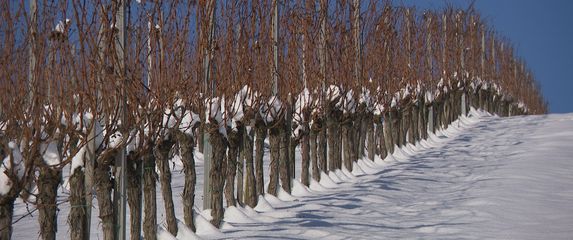 Vinogradari zadovoljni hladnoćom