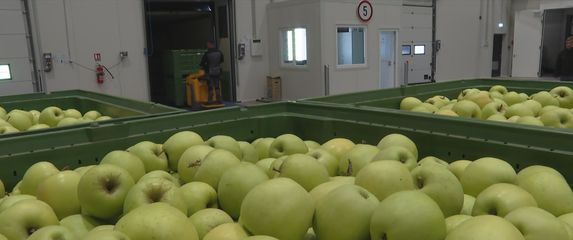 Voćari uskoro konkurentni na tržištu