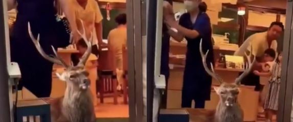 Jelen ispred vrata trgovine u Japanu