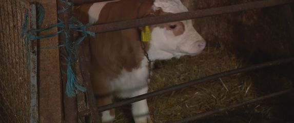 Mljekarstvo u Hrvatskoj