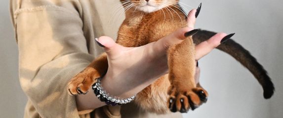 Abesinska mačka Darlen Fleur Dalmore Black proglašena je najljepšom mačkom na svijetu - 5