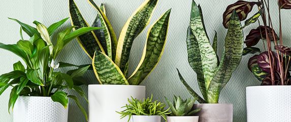 Neke biljke trebaju malo drugačiju njegu