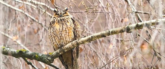 Sove ušare u Zagrebu - 6