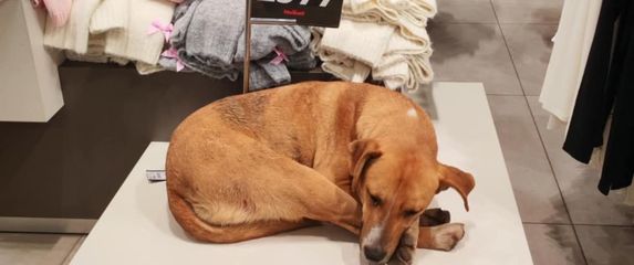 Pas je pronašao utočište u trgovini