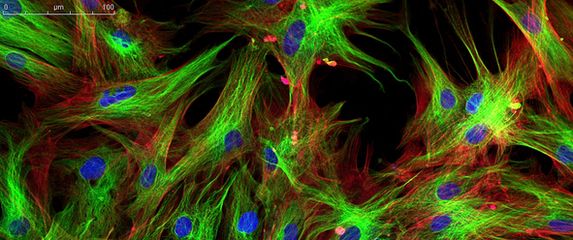 Fuorescentne stanice, ilustracija