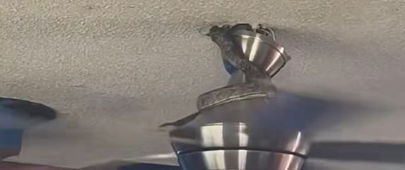 Zmija na ventilatoru
