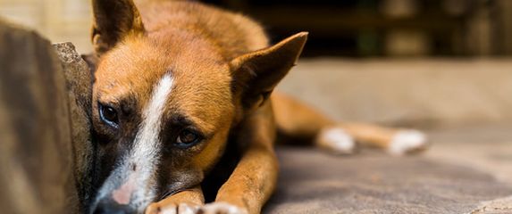 Pas lutalica, ilustracija