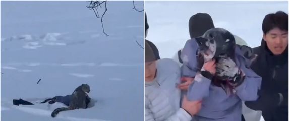 Napad snježnog leoparda