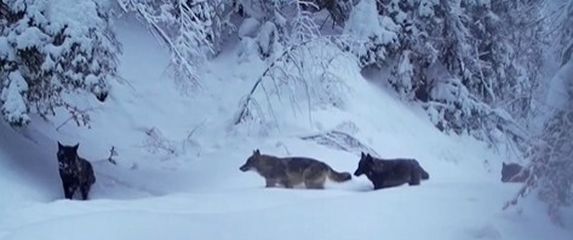 Automatska kamera Stručne službe Nacionalnog parka Plitvička jezera zabilježila je prolazak vukova u potrazi za hranom