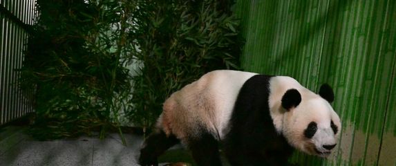 Seljenje pandi iz Japana u Kinu - 2