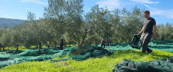 Zavirili smo u maslinik uz Krku s 4500 stabala: Priča o obitelji, ljubavi i maslinovom ulju