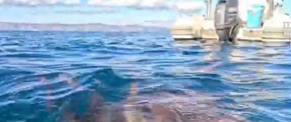 Ulovio hobotnicu kod Hvara