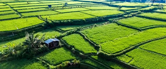 Polja riže na Baliju