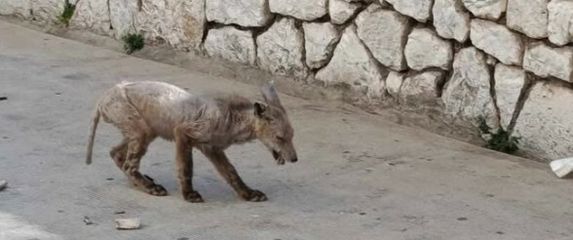 Bolesna lisica luta Šibenikom