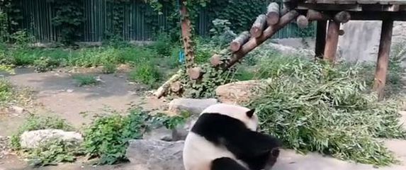 Panda Meng Da (Foto: Screenshot)