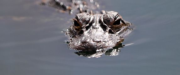 Krokodil, ilustracija (Foto: Getty)