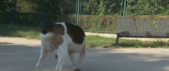 Sve je više napuštenih pasa u skloništima (Foto: Dnevnik.hr)