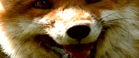 Cijepljenje lisica - 3