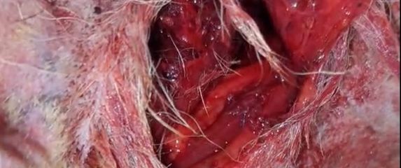 Horor u skloništu za pse - 1