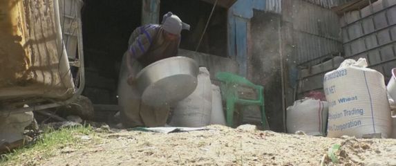 Pšenica, ilustracija - 4