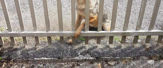 Žedna ženka čaglja - 1