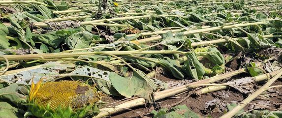 Polje suncokreta - Općina Tompojevci