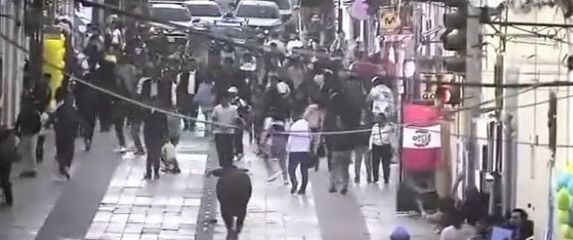 Objegli bik u Peruu